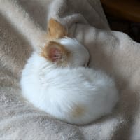 シロ5ヶ月になります🐕