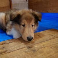 ユリコちゃんオーナー様募集致します