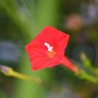 縷紅草(るこうそう)