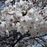 近江一　鮎河千本桜！！