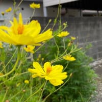 ソウルメイトと大映ドラマ