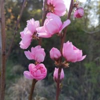ソメイヨシノ満開