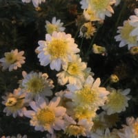 帰宅途中に小さくてかわいい花を発見🌼春だな〜😄🌸