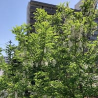 憲法記念日は横浜市港南区は快晴、涼風が吹く、最高の新緑の季節