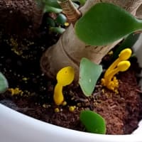 🍄幸運のキノコ🍄