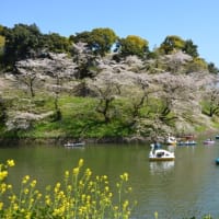 ２０２５年の桜ー千鳥ヶ淵