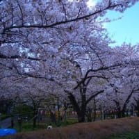 隅田公園とスカイツリー