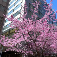 「オカメザクラ」／日本橋