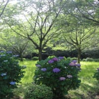 瀬戸公園の紫陽花