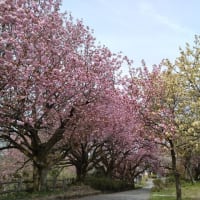 二上山城山の八重桜