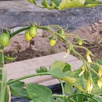 栗の花が咲く頃は…