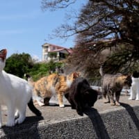 九州F島の猫たち　2025年4月　その11