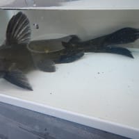 うなぎとギギと小魚となまず