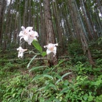 0607　黍生山（2）