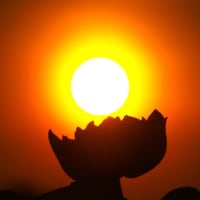 朝の散歩　平池緑地公園　58　日の出とシルエット