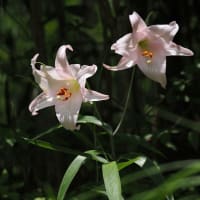 7月初旬の箕面のお山にて