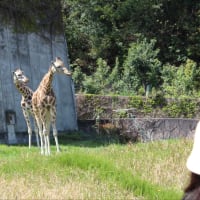 今度は人間に生まれたい