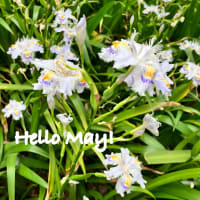 Hello May!