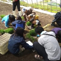2025年くるみちゃんの田んぼ　　田植え（午前の部）