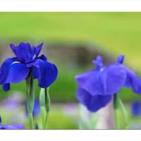 花菖蒲　静寂に咲く彩