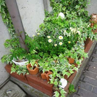 牡丹の花開く