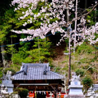 桜咲く小さな神社-奈良県奈良市：柳生町