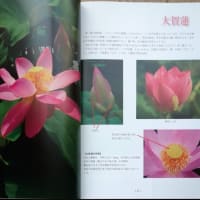 花蓮品種総覧　外国の蓮・日本の蓮