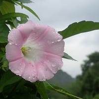 南の川から（気まぐれダイアリー）７月１５日（リブログ）