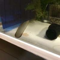 近況