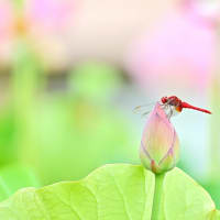 ハスのお花とトンボとオオヨシキリ