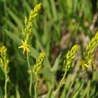 ２０２５年６月２９日　北八甲田山麓　田代平湿原のようす