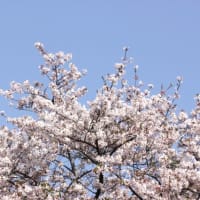 桜など