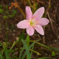 サフランモドキ（ゼフィランサス）の花