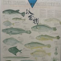 コン爺　沼津海鮮市場🐟❣️