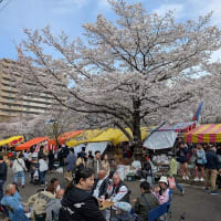 2025年の桜（相模原近辺）