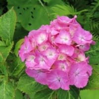 田舎へ　６月　③