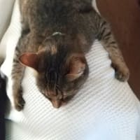 バテバテ