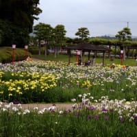 賀茂菖蒲園に行ってきました③