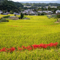 奈良 飛鳥で彼岸花撮影会に参加