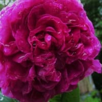 我が愛しのバラ　Charles de Mills