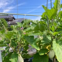 山羊通路が出来た　山羊たち気付かない