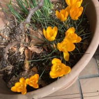 最近の花たち