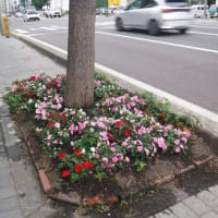 花フェスタ札幌2025を覗いてみた　
