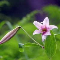 荘川のささゆりを見てきました②