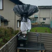 玉ねぎ畑の案山子
