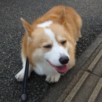 本当の秋が待ち遠しい