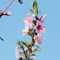 北海道の遅い春の桜11-3