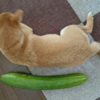 再び大きさ比較