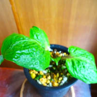 イワギボウシ＆斑入り植物
