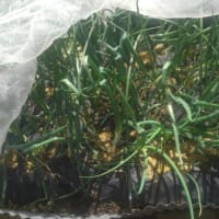 玉ねぎ　２月〜４月‘25
